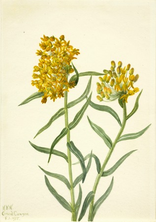 Toile d'art imprimée ou affiche encadrée origine France. Mauvaise Herbe Papillon (Ascelpias tuberosa)...