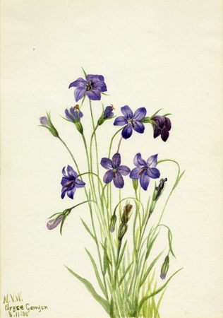 Création imprimée sur toile ou affiche encadrée made in France. Campanule (campanule)...