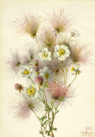 Poster HD encadré ou toile d'art imprimée en France. Apache Plume (paradoxe de Fallugia)...