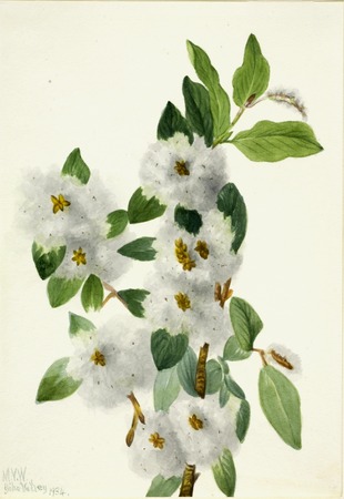Tirage sur toile ou affiche encadrée fabrication française. Saule rocheux (Salix vestita)...
