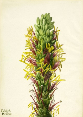 Affiche encadrée ou toile imprimée made in France. Lechuguilla (Agava lechuguilla)...