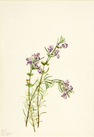 Impression d’art haut de gamme sur toile ou poster encadré en France. Conradina verticillée...