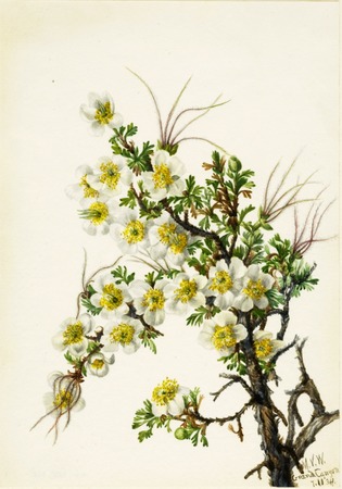 Poster encadré ou toile tendue sur châssis fabriquée en France. Cliffrose (Cowania stanshuriana)...