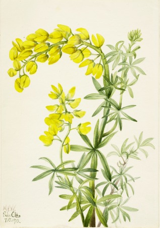 Impression haute résolution made in France sur toile ou affiche encadrée. Lupin jaune (Lupin arboricole)...