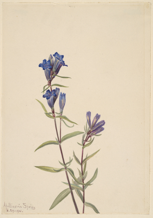 Affiche encadrée made in France ou toile d’art imprimée. Gentiane (Gentiana affinis)...