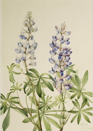 Reproduction d'art sur toile ou poster encadré, fabrication française. Cadran solaire Lupin (Lupinus perennis)...