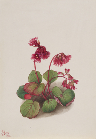 Tirage d'art made in France sur toile ou affiche encadrée. Schizocodon soldanelloides...