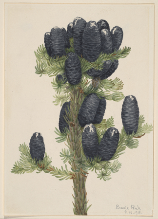 Toile imprimée en France ou poster fine art encadré. Sapin des Alpes (Abies lasiocarpa)...