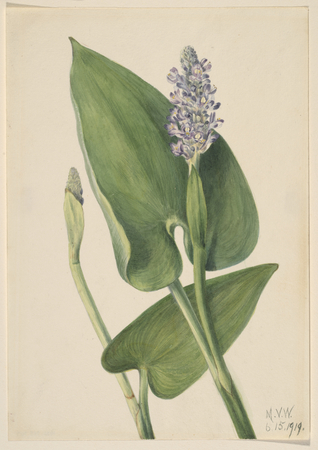 Impression d'affiche encadrée ou toile fine art made in France. Pickerelweed (Pontederia cordata)...