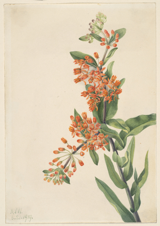Impression de poster encadré ou toile d’art made in France. Mauvaise Herbe Papillon (Ascelpias tuberosa)...