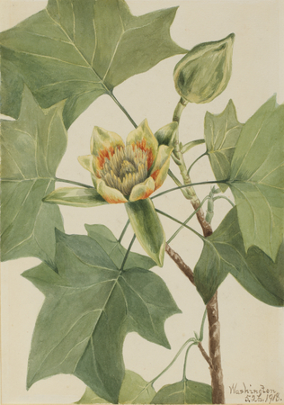 Toile imprimée made in France ou affiche encadrée d'art. Tulipier (Liriodendron tulipifera)...