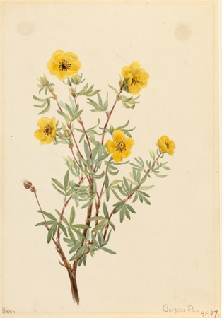 Poster encadré ou impression sur toile réalisée en France. Potentille de brousse (Potentilla fruticosa)...