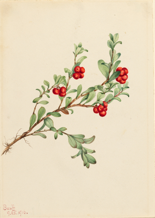 Impression made in France sur toile ou affiche encadrée. Busserole (Arctostaphylos uva-ursi)...