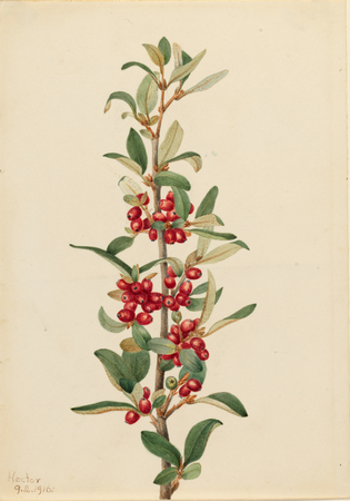 Toile fine art imprimée fabrication française ou poster encadré. Canada Buffaloberry (Lepargyrea canadensis)...