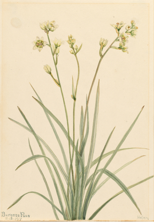 Tirage made in France sur toile ou affiche encadrée. Camas de la mort (Zygadenus elegans)...