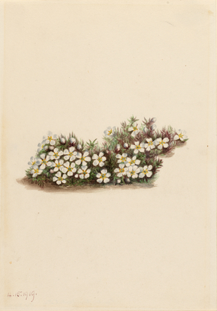 Reproduction fine art française sur toile ou poster encadré. Pyxie (Pyxidanthera barbulata)...