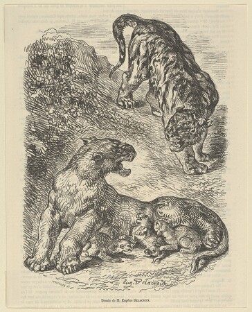 Toile made in France imprimée d’art haut de gamme ou affiche encadrée. Tigresse attaquée par un tigre pendant qu'elle allaite son petit...
