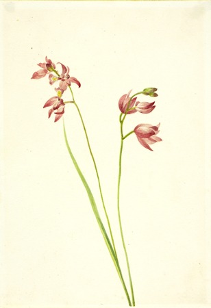 Poster fine art made in France ou toile imprimée. Orchidée rose herbe (Limodorum tuberosum)...