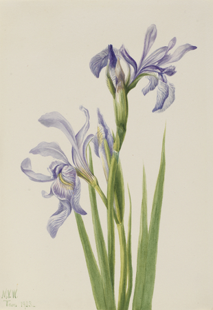 Affiche encadrée qualité française ou toile d’art imprimée. Drapeau bleu de l'Ouest (Iris missouriensis)...