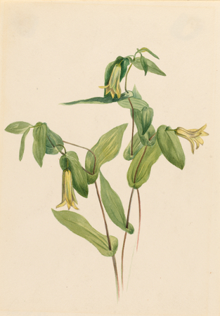 Toile made in France ou affiche encadrée fine art. Bois Merrybells (Uvularia perfoliata)...