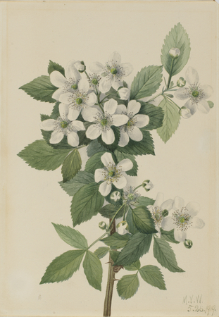 Impression haut de gamme made in France sur toile ou poster encadré. Mûre en corymbe (Rubus argus)...