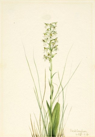 Toile imprimée ou poster encadré d'origine française. Frange-orchidée en lambeaux (Habenaria lacera)...
