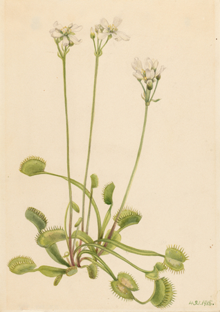 Affiche encadrée premium ou toile fine art made in France. Piège à mouches de Vénus (Dionaea muscipula)...