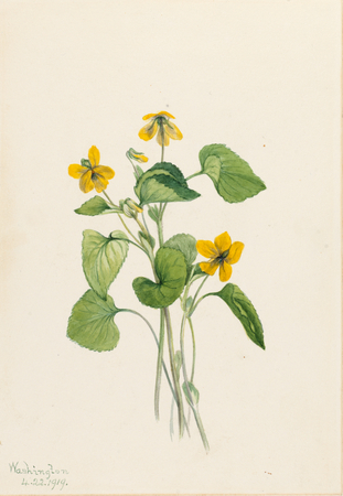 Toile imprimée fine art ou affiche encadrée made in France. Violet jaune lisse (Viola eriocarpa)...