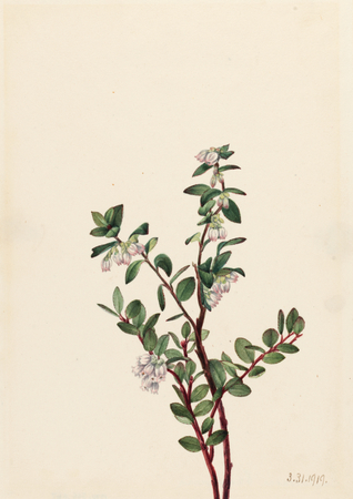 Poster encadré de qualité française ou toile d’art imprimée. Boîte Huckleberry (Gaylussacia brachycera)...