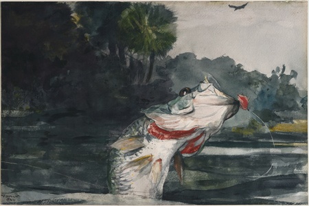 Poster premium haut de gamme fabriqué en France ou toile fine art. Black Bass grandeur nature. En 1904, Homer se rend à Homosassa, en Floride, pour pêcher...
