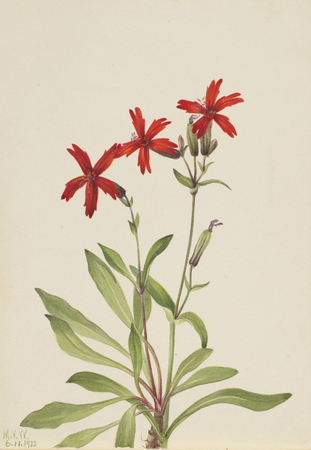 Affiche encadrée made in France ou toile fine art imprimée. Rose feu (Silene virginica)...