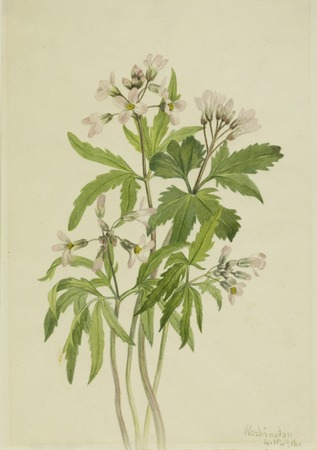 Tirage d'art premium sur toile ou poster encadré français. Toothwort coupée (Dentaria laciniata)...
