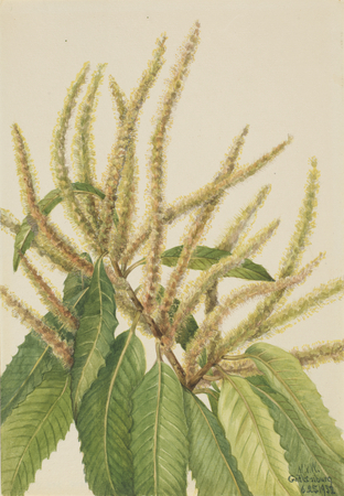 Toile d’art made in France ou affiche encadrée fine art. Châtaignier d'Amérique (Castanea dentata)...