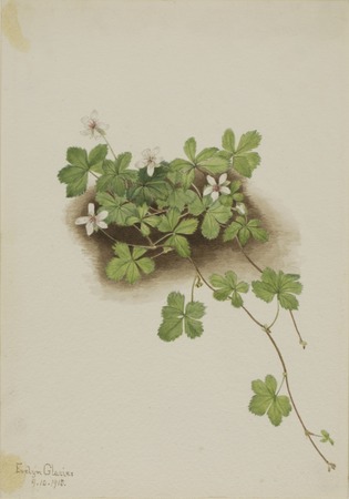 Reproduction made in France sur toile ou poster encadré. Dewberry rouge (Rubus pedatus)...