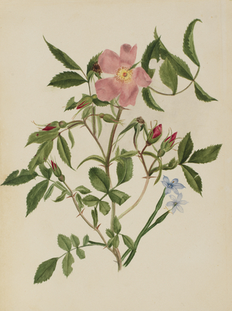 Poster fine art en France ou toile d’art imprimée. Rosier sauvage et rosier aux yeux bleus (espèces Rosa et espèces Sisyrinchium)...