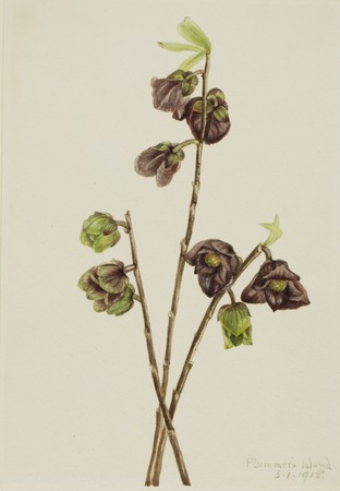 Impression française sur toile ou affiche encadrée. Papaye (Asimina triloba)...