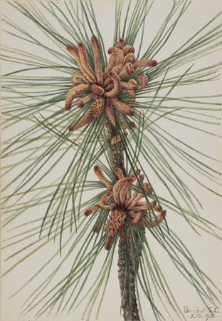 Affiche encadrée en France ou toile fine art imprimée. Pin à encens (Pinus taeda)...
