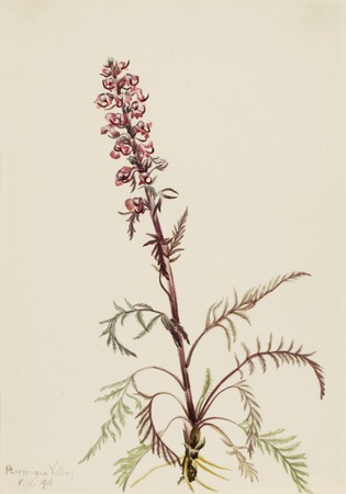 Toile made in France imprimée ou poster encadré. Tête d'éléphant (Pedicularis groenlandica)...