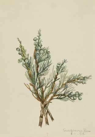 Impression fine art made in France ou affiche encadrée. Genévrier rampant (Juniperus horizontalis)...