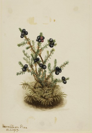 Tirage haut de gamme sur toile ou poster encadré français. Camarine noire (Sempetrum nigra)...