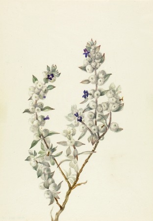 Poster encadré fabriqué en France ou toile d’art imprimée. Sauge de la Vallée de la Mort (Salvia funerea)...