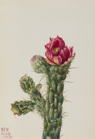 Impression sur toile ou affiche encadrée d'art made in France. Canne Cholla (Opuntia imbricata)...