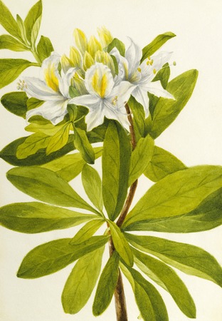 Affiche encadrée fine art made in France ou toile imprimée. Azalée occidentale (rhododendron occidental)...