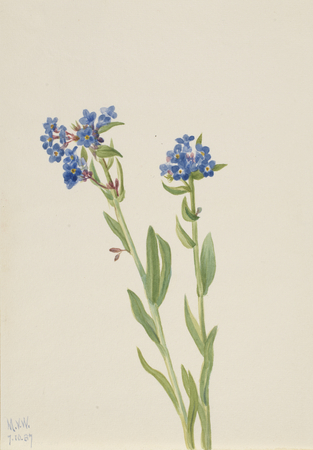 Tirage fine art made in France ou poster encadré. Myosotis alpin (Myosotis alpestris)...