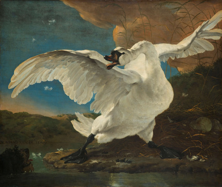 Toile fine art imprimée fabrication française ou poster encadré. Le cygne menacé. Le cygne en voie de disparition. Un cygne défend son nid avec des œufs contre un chien...