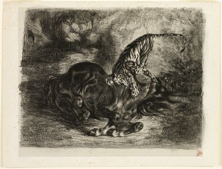 Affiche encadrée made in France ou toile d’art imprimée. Cheval sauvage abattu par un tigre...