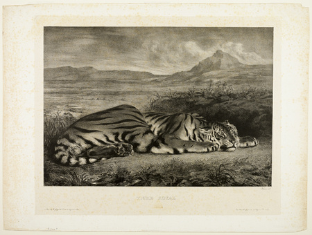 Poster fine art made in France ou toile imprimée. Tigre du Bengale. La plus grande paire d'estampes pendantes de Delacroix présente un lion monumental (1927...