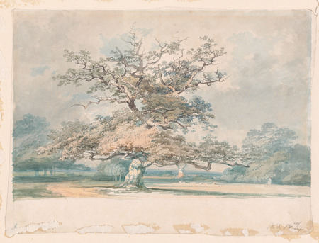 Impression d’art sur toile made in France ou affiche encadrée. Un paysage avec un vieux chêne (ou hêtre)...