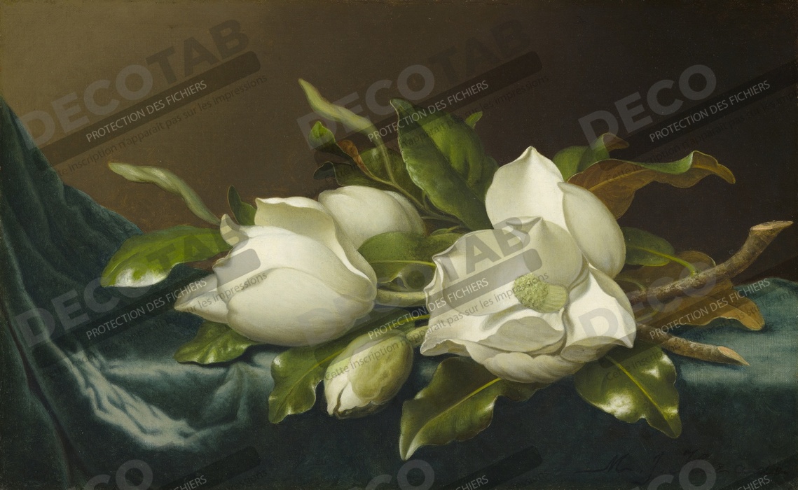 Reproduction Magnolias sur tissu velours bleu clair de Martin Johnson Heade