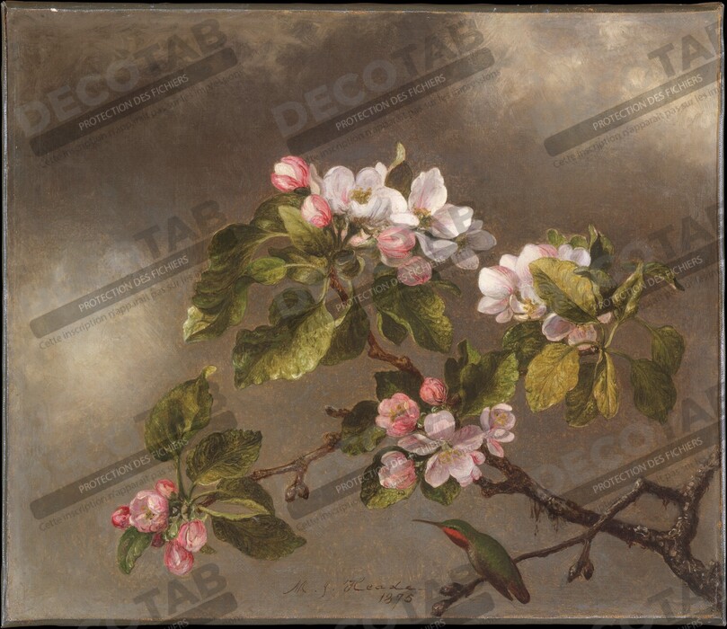Reproduction Colibri et fleurs de pommier de Martin Johnson Heade